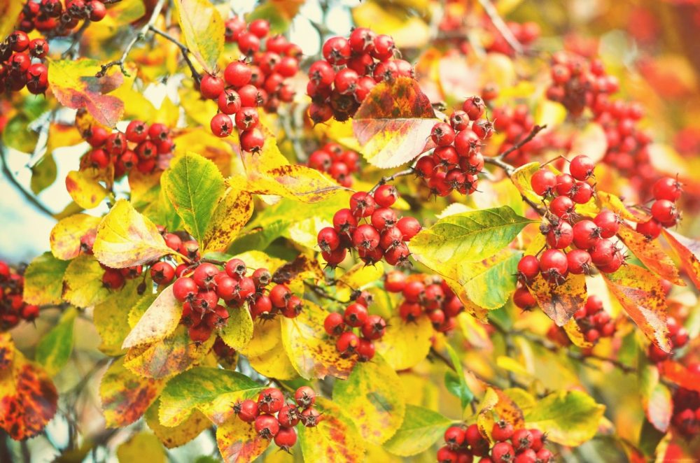 176507_10151041975280378_2145463219_o