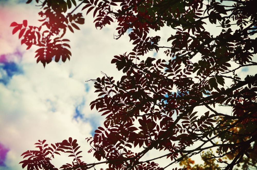 615539_10151041974760378_2089068784_o